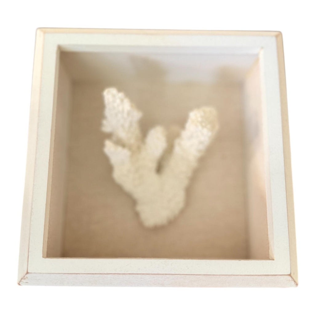 Coastal White Coral Wall Decor in Square Wood & Glass Display Frame
