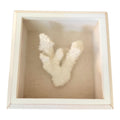 Coastal White Coral Wall Decor in Square Wood & Glass Display Frame