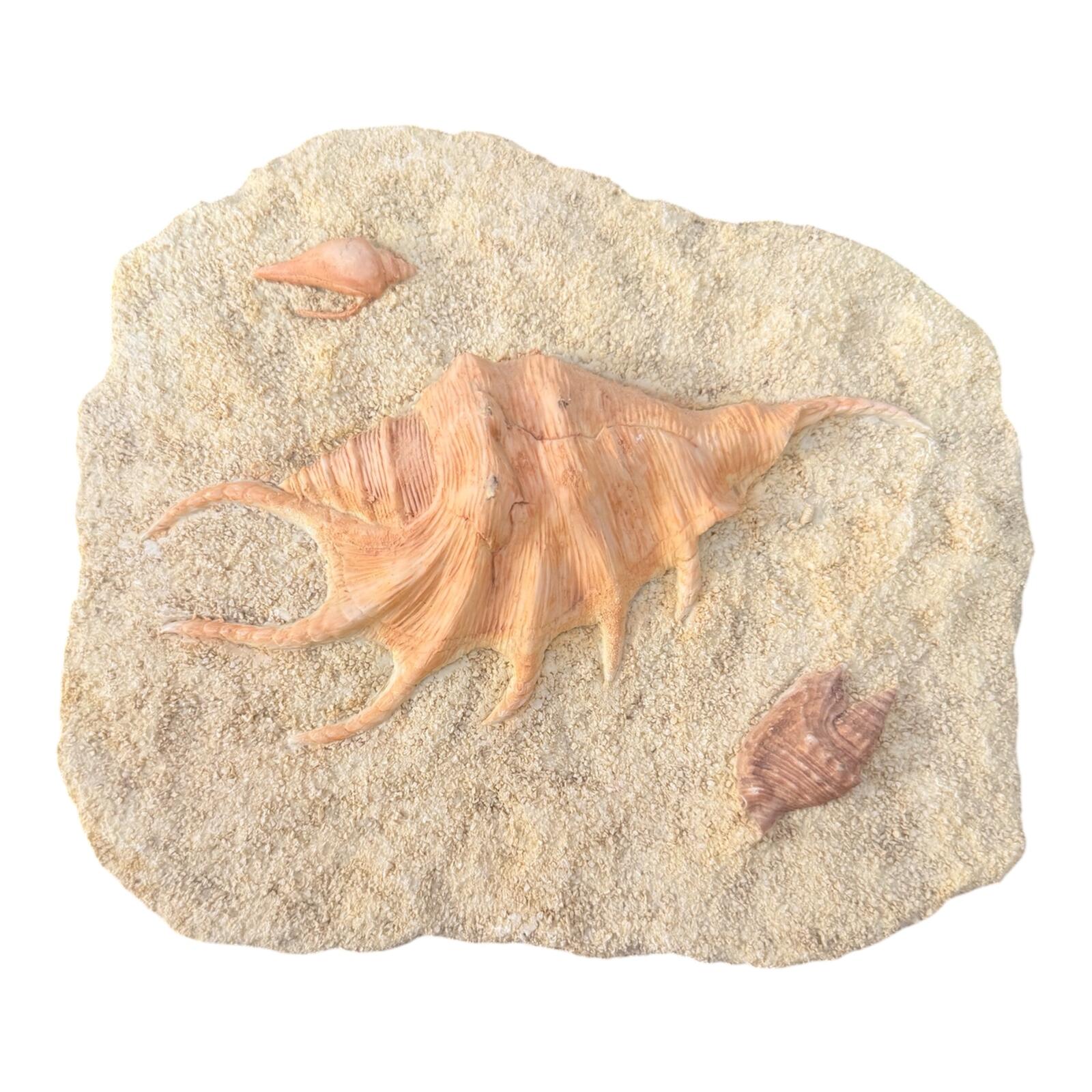 Vintage Wall Hanging Decor with Seashell Motif